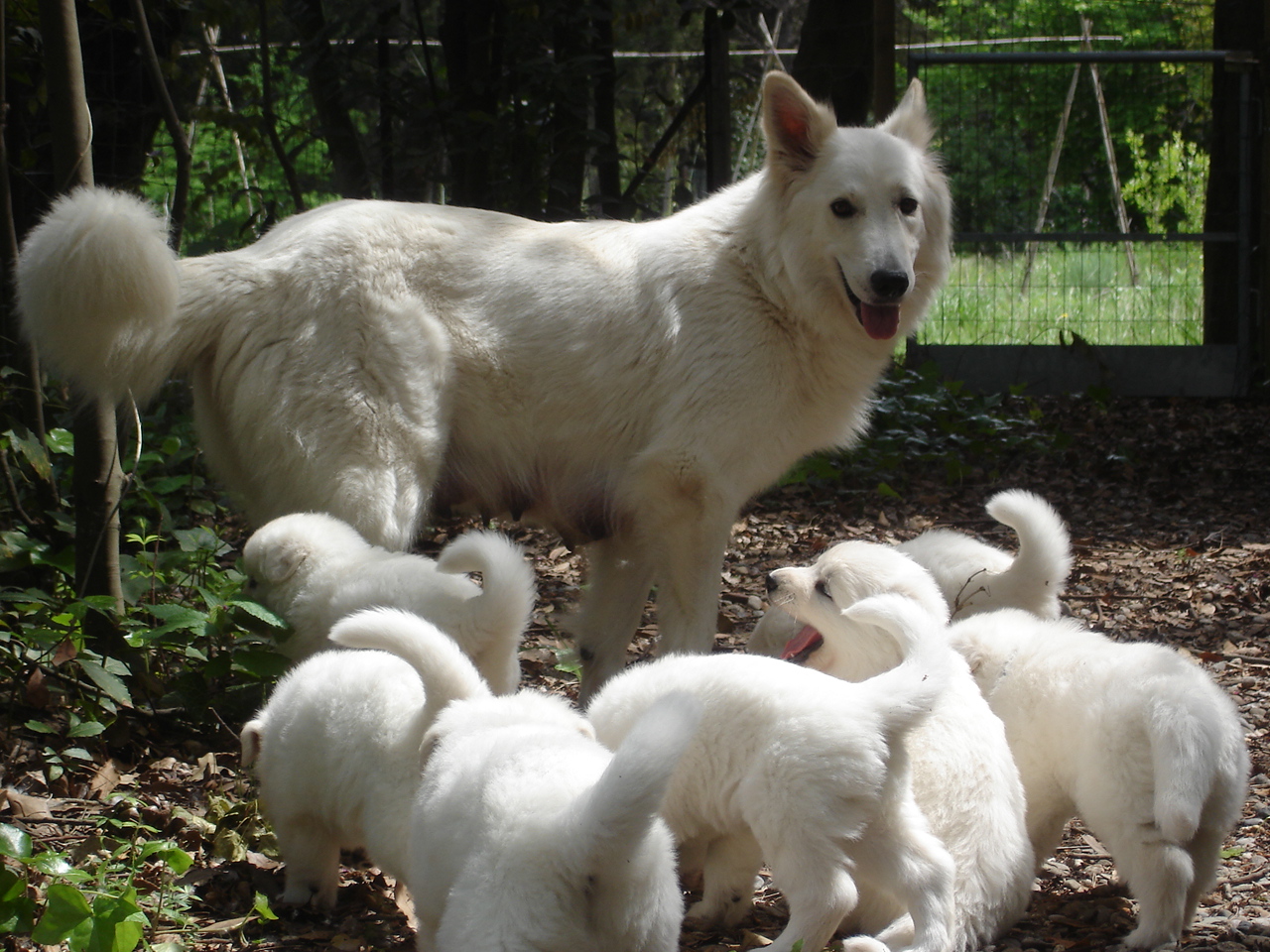 Naissance des bébés d’Althéa