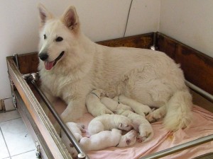 Althéa et ses bébés (4jours)