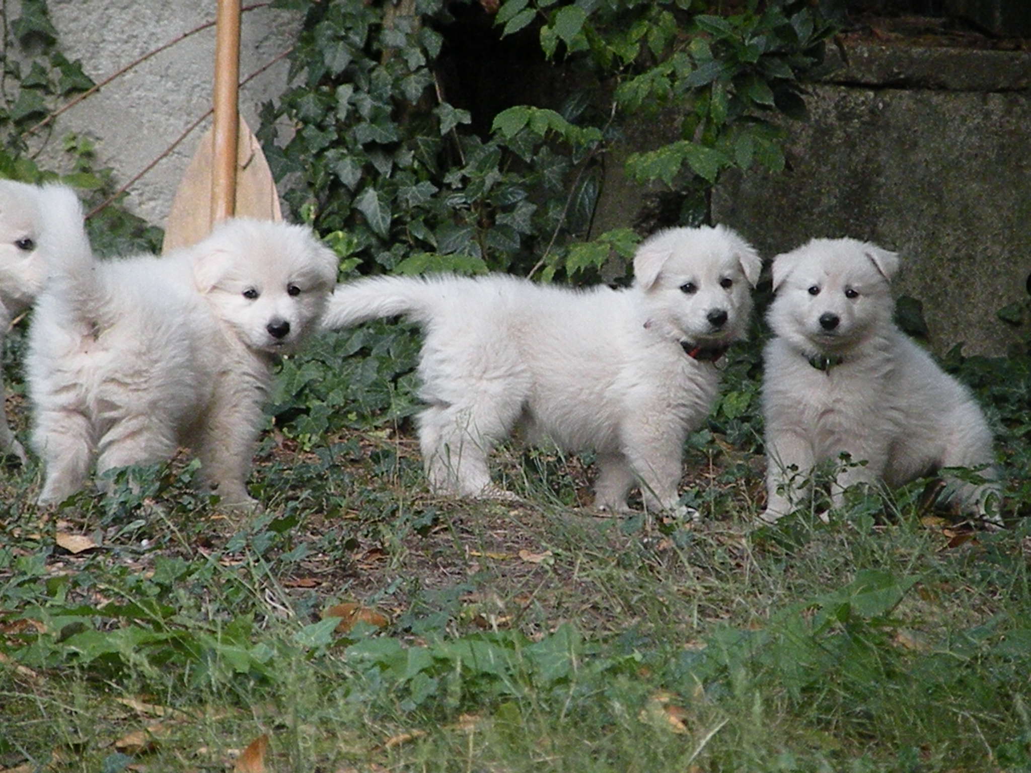 Photos des chiots à un mois: