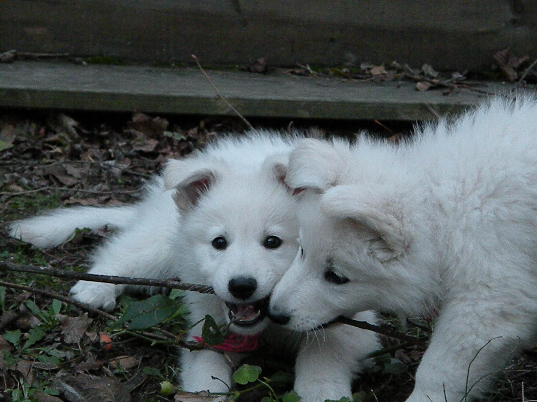 Les chiots d’Althéa sont disponibles :