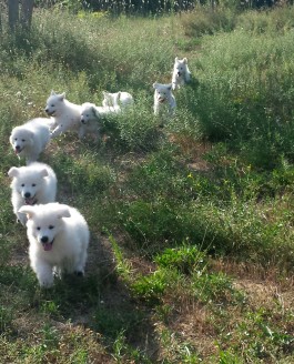 Tous les chiots d’Haïwa sont partis dans leur nouvelle famille