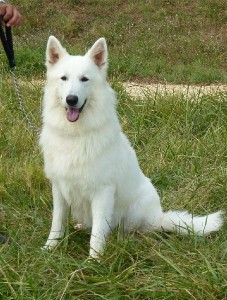 chiens-Berger-Blanc-Suisse-93daa528-40ba-85b4-8d3a-d71e1d977add