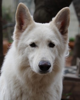 Les chiots de LOONY sont nés le 12 janvier 2018