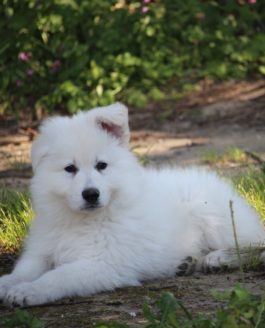 Naissance 2026 : Twist est maman !